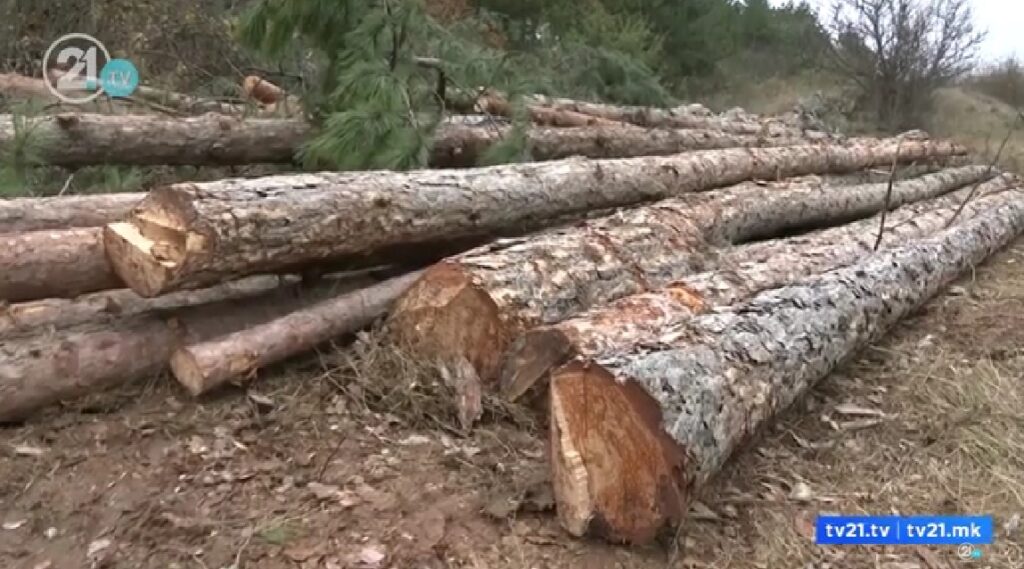 Сејдиу го блокира сечењето борови во Желино – директор на шуми реагира: Градоначалникот да не прави политика
